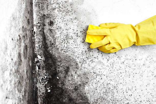 Best Bathroom Mold Remediation in Canton, TX