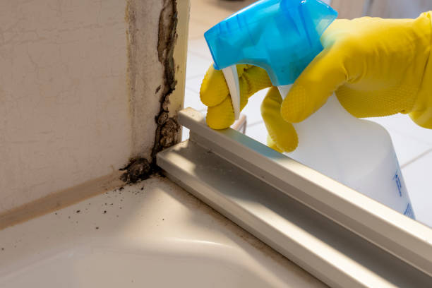 Best Insurance-Related Mold Remediation in Canton, TX