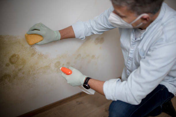 Canton, TX Mold Remediation Company