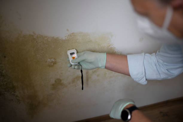 Best Residential Mold Remediation in Canton, TX
