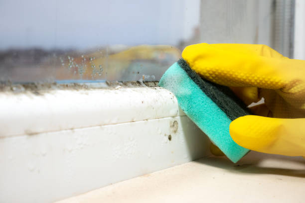 Best Insurance-Related Mold Remediation in Canton, TX