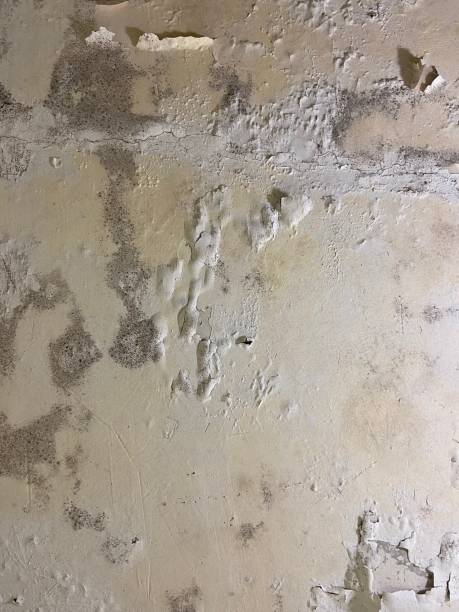 Best Commercial Mold Remediation in Canton, TX