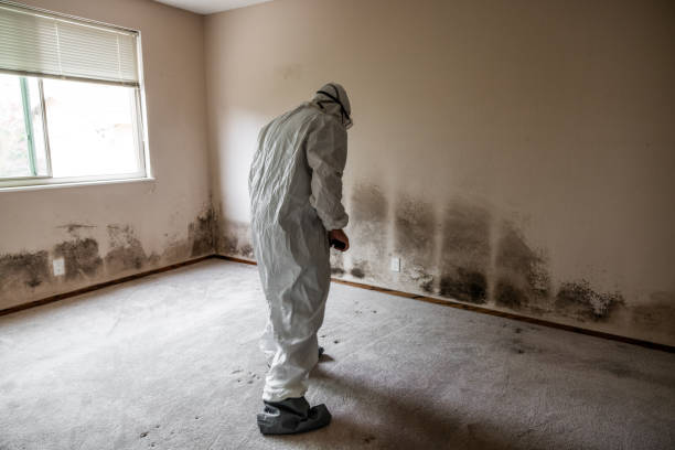 Trusted Canton, TX Mold Remediation Experts