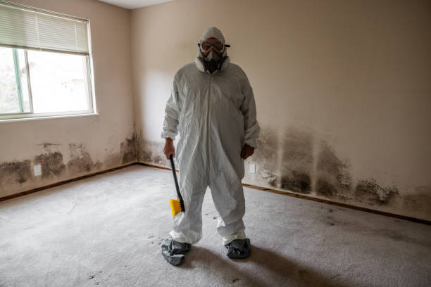 Best White Mold Remediation in Canton, TX