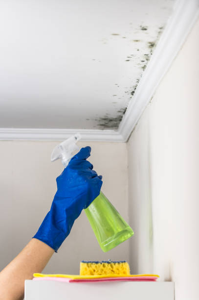 Best Industrial Mold Remediation in Canton, TX