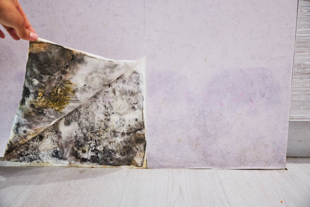 Best Bathroom Mold Remediation in Canton, TX